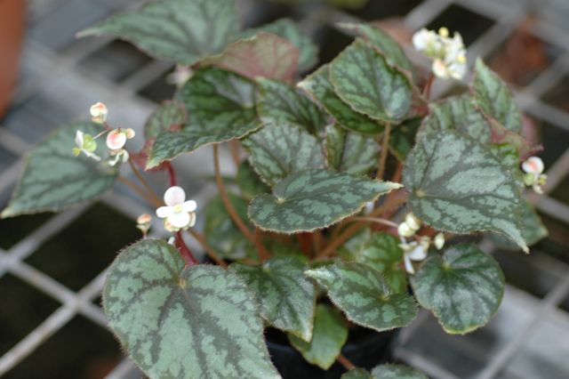 B. luzonensis